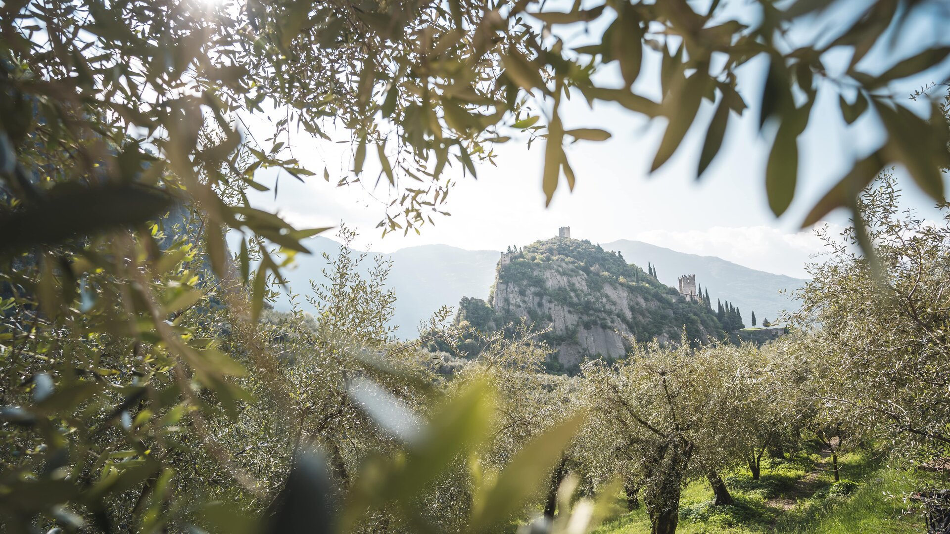 View of Arco castle among the olive trees | © Archivio Garda Trentino (ph. Watchsome), Garda Trentino 